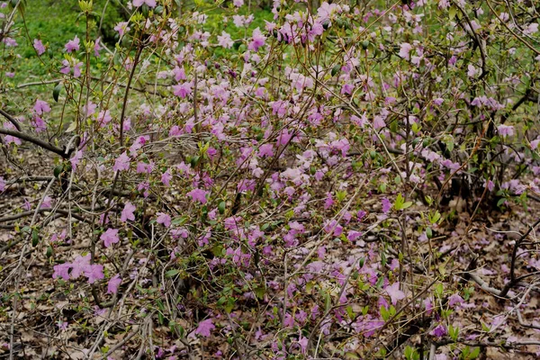 Mirabilis Multiflora Pembe Renk Çiçekler Yeşil Renk Bir Arka Plan — Stok fotoğraf