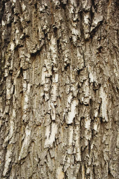 Textura Fondo Árbol Álamo Estrictamente Gris Marrón —  Fotos de Stock