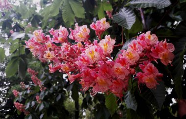 Çiçek kestanesi, pembe, yakın çekim.