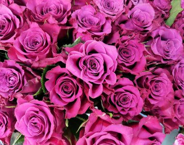 Gül çiçekleri yakın çekim, kırmızı güller. Sevgililer Günü.