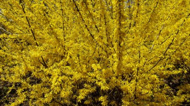 Bloom'da, Muhteşem Forsythia. Güzel Grow.