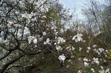 Baharın başında parktaki bir ağaçta beyaz manolya çiçekleri.