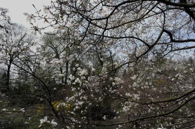 Baharın başında parktaki bir ağaçta beyaz manolya çiçekleri.