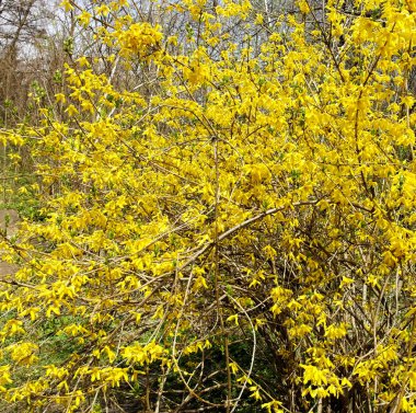 Bloom'da, Muhteşem Forsythia. Güzel Grow.