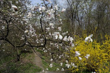 Baharın başında parktaki bir ağaçta beyaz manolya çiçekleri.