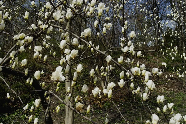 Flores Magnolia Blanca Árbol Parque Principios Primavera —  Fotos de Stock