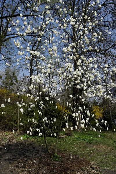 早春の公園の木に白いマグノリアの花 — ストック写真