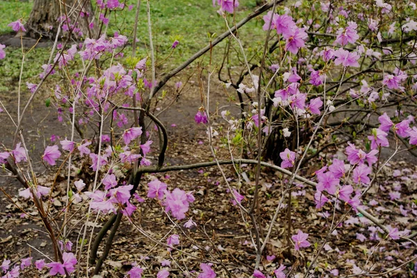 Mirabilis Multiflora Pembe Renk Çiçekler Yeşil Renk Bir Arka Plan — Stok fotoğraf