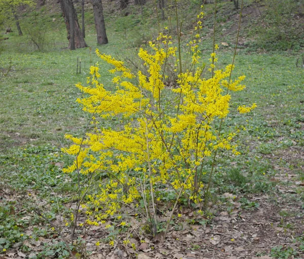 Bloom Fabulosa Forsythia Crece Maravillosamente —  Fotos de Stock