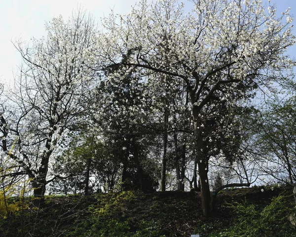 Fiori Magnolia Bianca Albero Parco All Inizio Della Primavera — Foto Stock