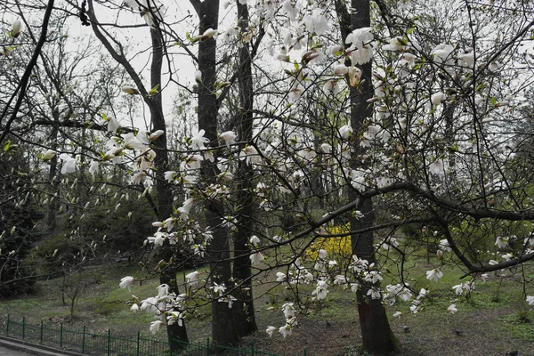 Baharın Başında Parktaki Bir Ağaçta Beyaz Manolya Çiçekleri — Stok fotoğraf