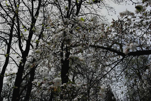 Baharın Başında Parktaki Bir Ağaçta Beyaz Manolya Çiçekleri — Stok fotoğraf