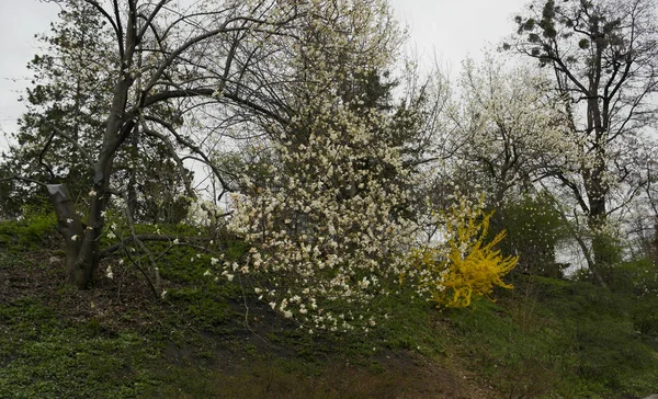 Białe Kwiaty Magnolii Drzewie Parku Wczesną Wiosną — Zdjęcie stockowe