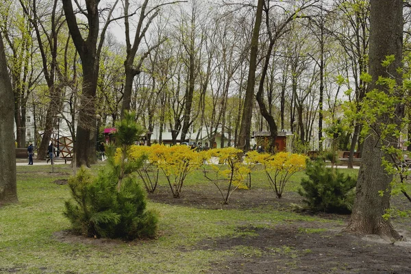 Bahar Park Bloom Fabulous Forsythia Güzel Grow — Stok fotoğraf