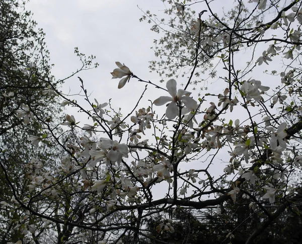 早春の公園の木に白いマグノリアの花 — ストック写真