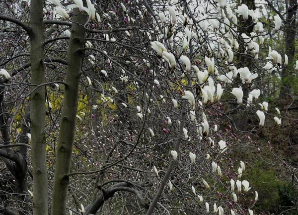 Flores Magnolia Blanca Árbol Parque Principios Primavera —  Fotos de Stock