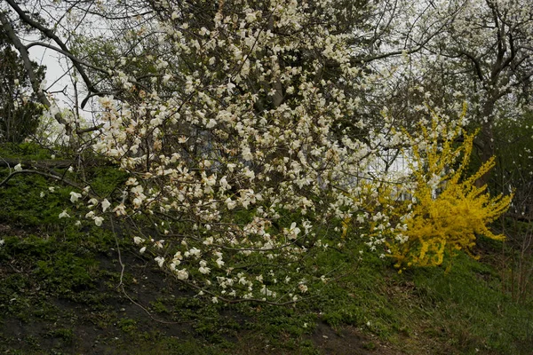 Λευκά Λουλούδια Μανόλια Ένα Δέντρο Ένα Πάρκο Στις Αρχές Της — Φωτογραφία Αρχείου
