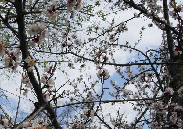 Printemps Tout Réveille Les Fleurs Sakura Fleurissent — Photo