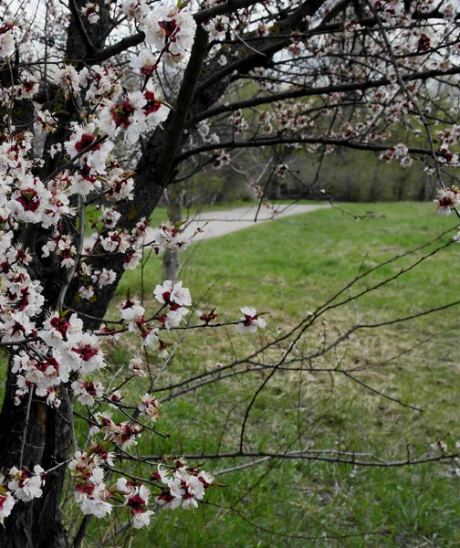 すべての目を覚ます 桜の花 — ストック写真