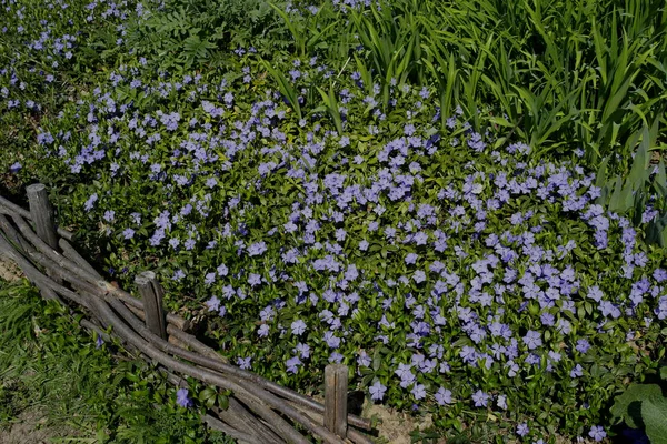 Textura Fundo Small Periwinkle Spring Flower — Fotografia de Stock