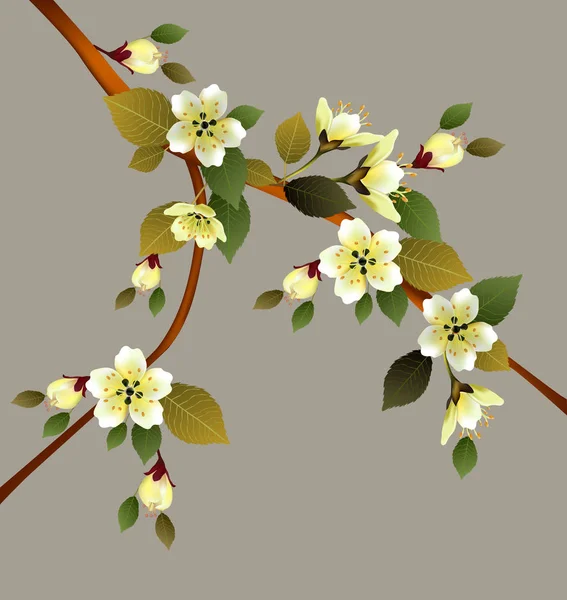 Primavera Flores Sakura Flor — Archivo Imágenes Vectoriales