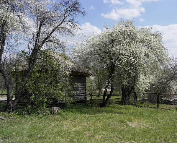 Gammalt Ukrainskt Hus Ukrainska Hut Artonhundratalet Vårlandskap Blommande Träd Byn — Stockfoto