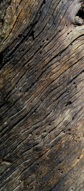 Ağacın arka plan dokusu , meşe. Eski ahşap tahta.