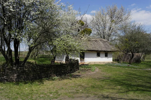 Gammalt Ukrainskt Hus Ukrainska Hut Artonhundratalet Vårlandskap Blommande Träd Pirogovo — Stockfoto