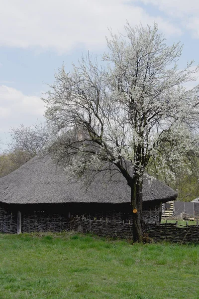 Stary Ukraiński Dom Ukraińska Chata Xix Wieku Wiosna Krajobraz Kwitnące — Zdjęcie stockowe