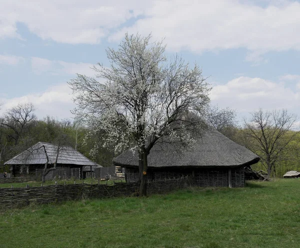 Старый Украинский Дом Украинская Хижина Девятнадцатого Века Весенний Пейзаж Цветущие — стоковое фото