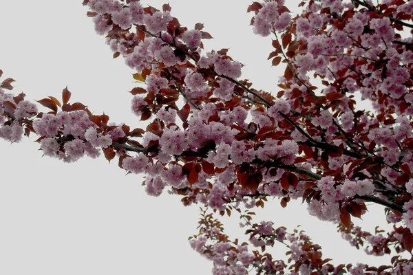 春の梅の花 空に向かう梅の花 ピンクの花 — ストック写真