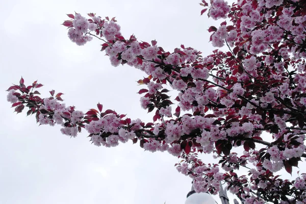Bahar Erik Çiçeği Gökyüzüne Karşı Erik Çiçekleri Pembe Çiçekler — Stok fotoğraf