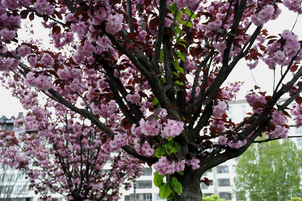 Spring Plum Blossom Plum Flowers Sky Pink Flowers — Stock Photo, Image