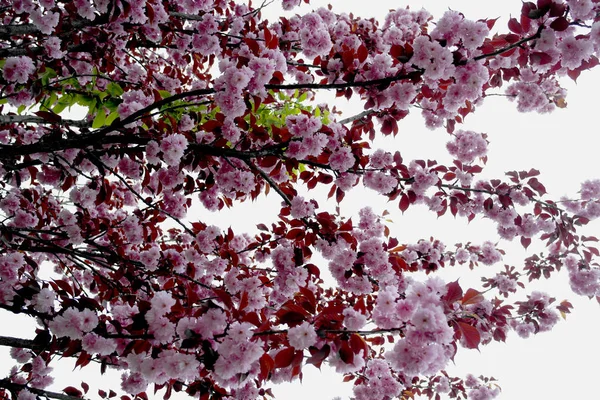 春の梅の花 空に向かう梅の花 ピンクの花 — ストック写真