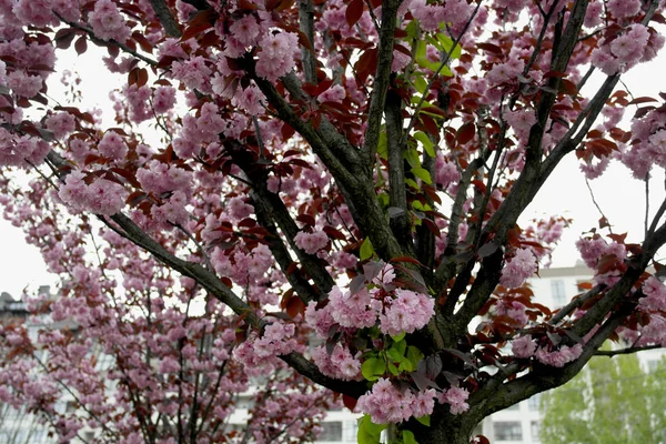 Spring plum blossom, plum flowers against the sky. Pink flowers.