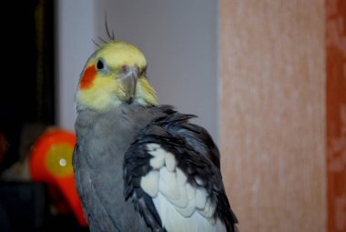 papağan Corella, baş gri ve turuncu daireler. Papağan Cockatiel.