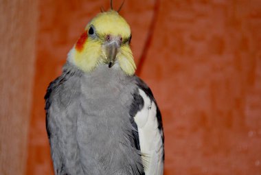 papağan Corella, baş gri ve turuncu daireler. Papağan Cockatiel.