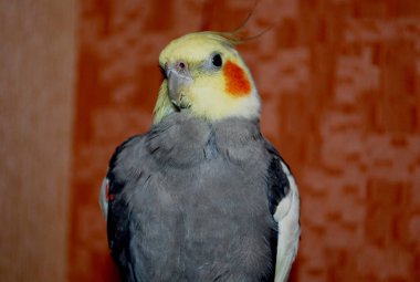 papağan Corella, baş gri ve turuncu daireler. Papağan Cockatiel.