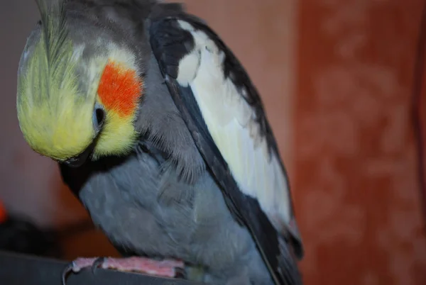 parrot Corella, gray and orange circles on the head. Parrot Cockatiel.