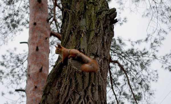 Esquilo Uma Árvore Cor Vermelha Com Rabo Fofo — Fotografia de Stock