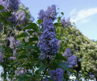Mavi gökyüzüne karşı leylak çiçekleri. Syringa Çiçekler.