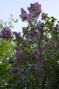 Mavi gökyüzüne karşı leylak çiçekleri. Syringa Çiçekler.