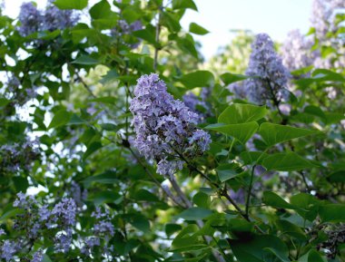 Mavi gökyüzüne karşı leylak çiçekleri. Syringa Çiçekler.
