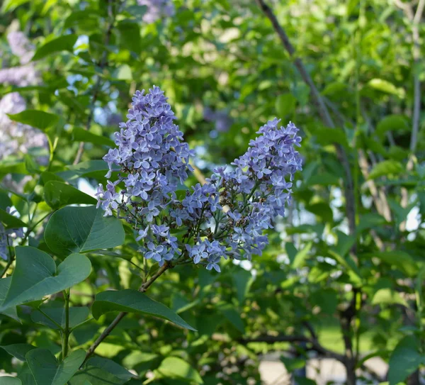 Lilac flowers against a blue sky.Syringa Flowers.