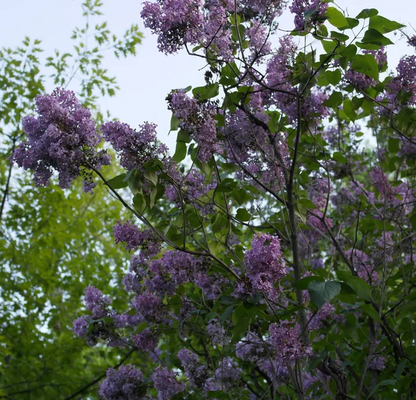 Lilac flowers against a blue sky.Syringa Flowers.