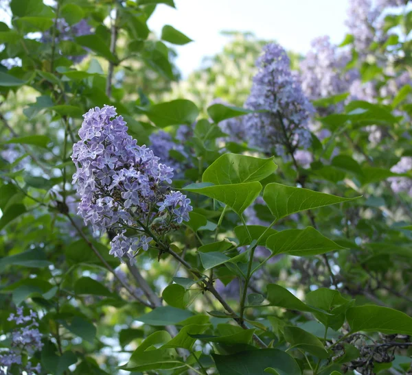 Lilac Kwiaty Błękitne Niebo Jamiea Kwiaty — Zdjęcie stockowe