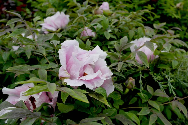 Peonía Flor Color Rosa Sobre Fondo Verde Textura Fondo — Foto de Stock