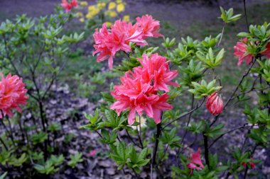 Kahverengi bir toprak arka plan karşı yeşil yaprakları ile bahar açan kırmızı rhododendron.