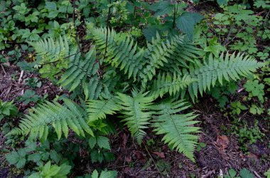 Ormanda bahar eğrelti otu, dünyanın kahverengi kütlesinin arka planına karşı.