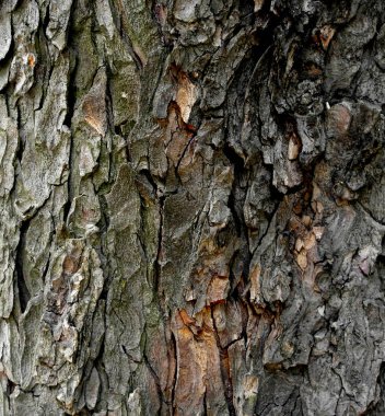 Meşe ağacı kabuğu dokusu arkaplanı.